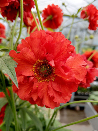 Kuklik 'Samba Sunset' | Geum