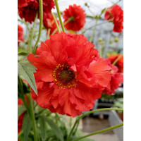 Kuklik 'Samba Sunset' | Geum