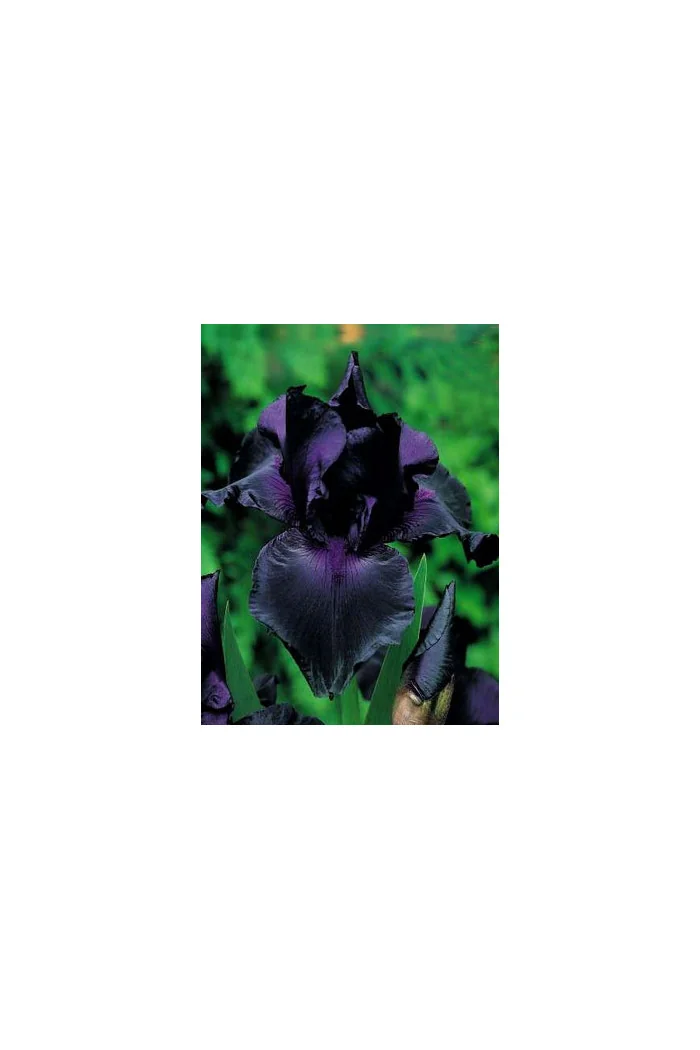 kosaciec, kosaciec amerykański, irys, iris, Kosaciec (Irys) amerykański 'Confetti'