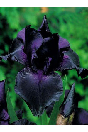 kosaciec, kosaciec amerykański, irys, iris, Kosaciec (Irys) amerykański 'Confetti'