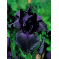 kosaciec, kosaciec amerykański, irys, iris, Kosaciec (Irys) amerykański 'Confetti'