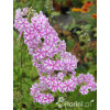 Floks plamisty 'Natasha' Phlox maculata