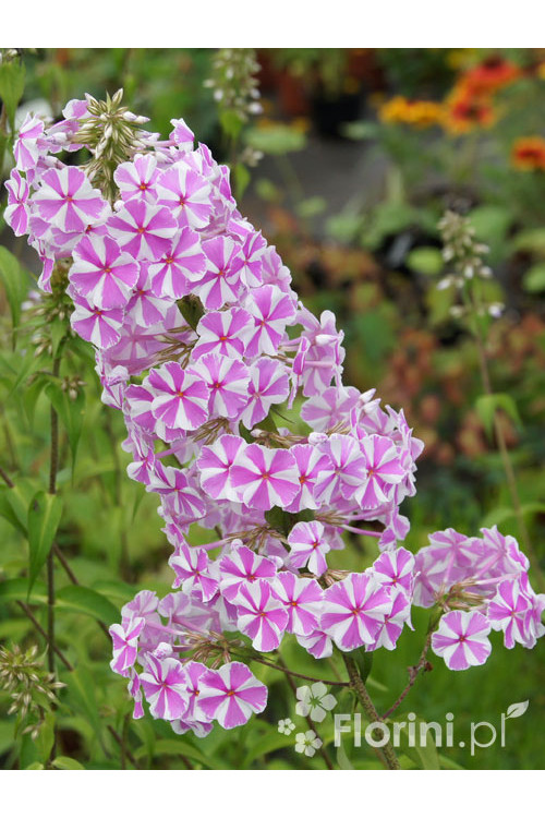 Floks plamisty 'Natasha' Phlox maculata
