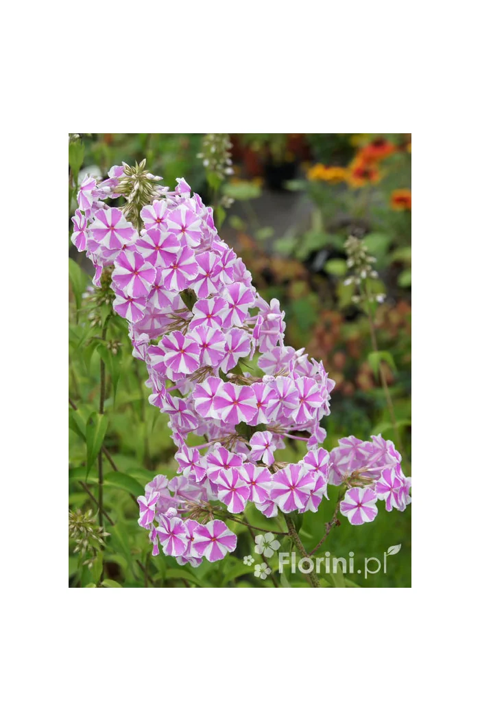 Floks plamisty 'Natasha' Phlox maculata