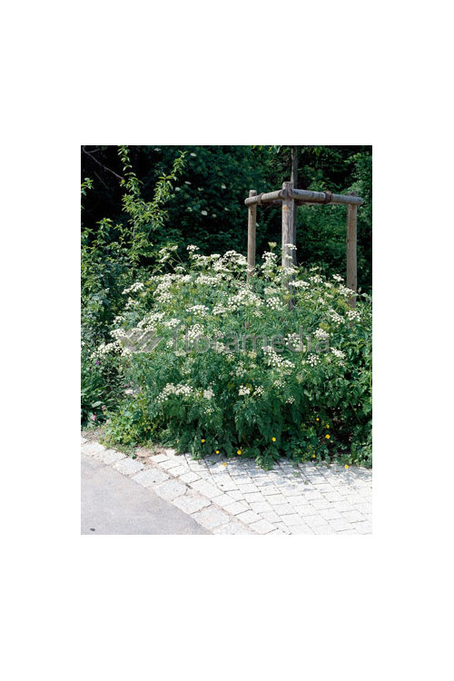 Trybula leśna Anthriscus sylvestris