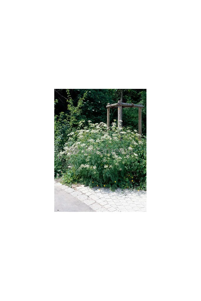 Trybula leśna Anthriscus sylvestris