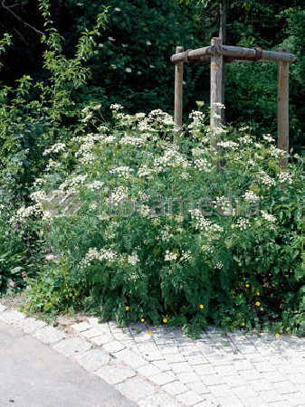 Trybula leśna Anthriscus sylvestris