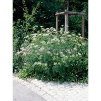 Trybula leśna Anthriscus sylvestris