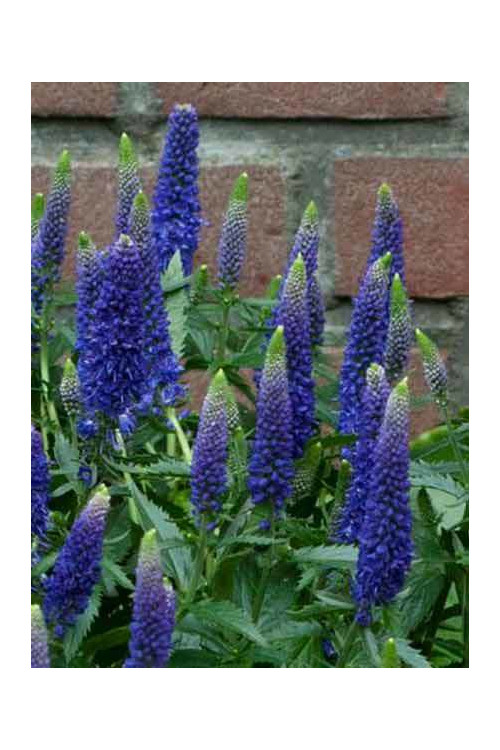 Przetacznik długolistny 'First Glory' | Veronica longifolia