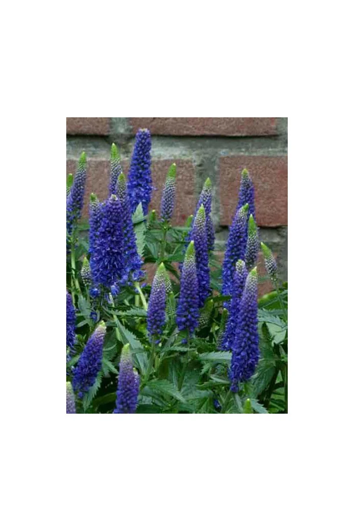 Przetacznik długolistny 'First Glory' | Veronica longifolia