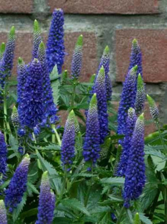 Przetacznik długolistny 'First Glory' | Veronica longifolia