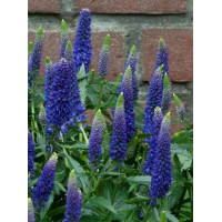 Przetacznik długolistny 'First Glory' | Veronica longifolia