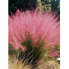 Muhlenbergia | Muhlenbergia reverchonii