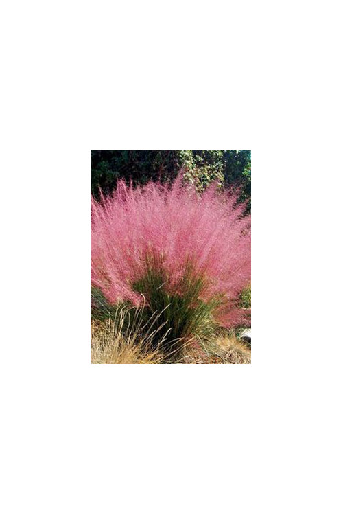 Muhlenbergia | Muhlenbergia reverchonii