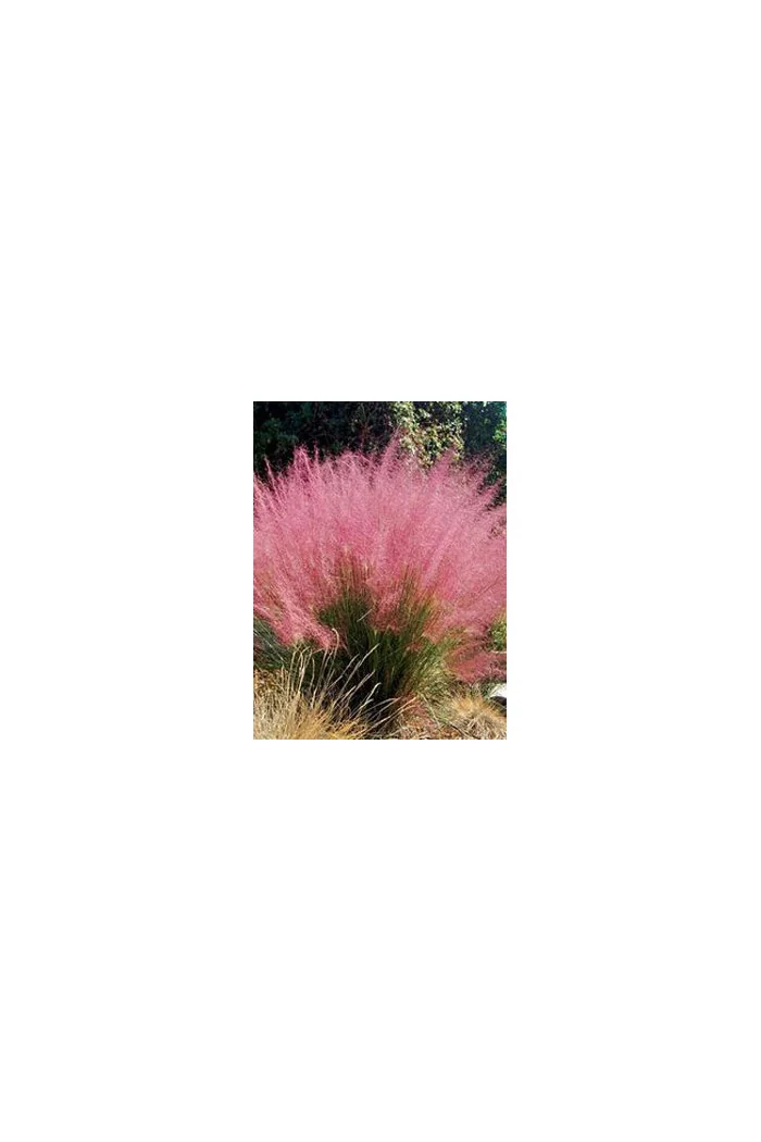 Muhlenbergia | Muhlenbergia reverchonii