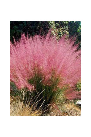 Muhlenbergia | Muhlenbergia reverchonii