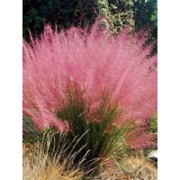 Muhlenbergia | Muhlenbergia reverchonii