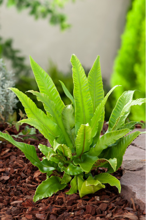 Języcznik zwyczajny | Phyllitis scolopendrium (Asplenium scolopendrium)
