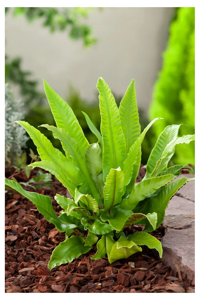 Języcznik zwyczajny | Phyllitis scolopendrium (Asplenium scolopendrium)