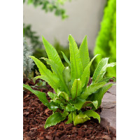 Języcznik zwyczajny | Phyllitis scolopendrium (Asplenium scolopendrium)