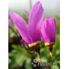 Bożykwiat Meada | Dodecatheon meadia