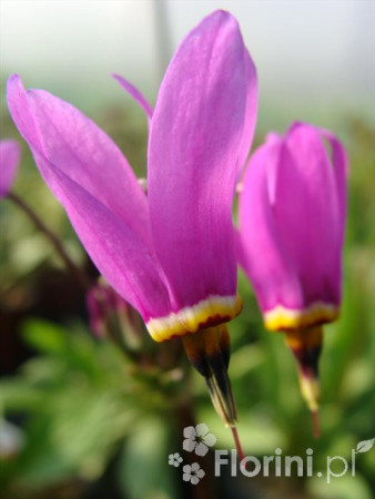 Bożykwiat Meada | Dodecatheon meadia