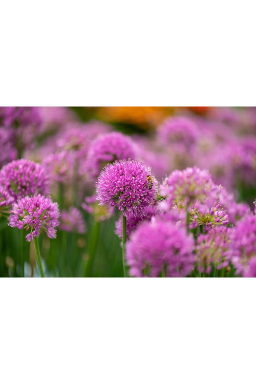 Czosnek 'Serendipity' | Allium