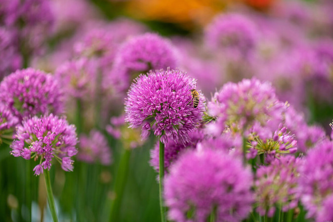 Czosnek 'Serendipity' | Allium