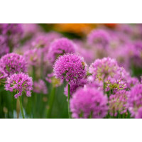 Czosnek 'Serendipity' | Allium