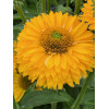 Jeżówka SunSeekers 'Golden Sun'| Echinacea