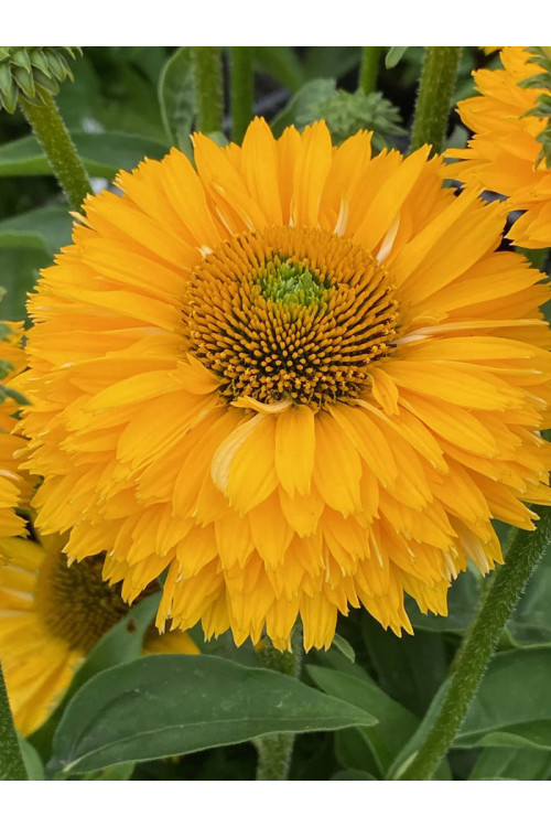 Jeżówka SunSeekers 'Golden Sun'| Echinacea