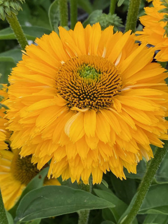 Jeżówka SunSeekers 'Golden Sun'| Echinacea