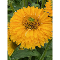 Jeżówka SunSeekers 'Golden Sun'| Echinacea