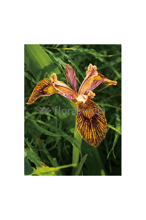 Kosaciec (Irys) żółty 'Holden Clough' Iris pseudacorus