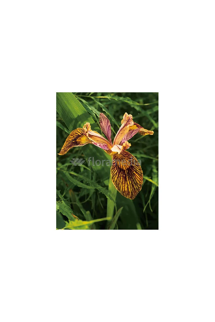 Kosaciec (Irys) żółty 'Holden Clough' Iris pseudacorus