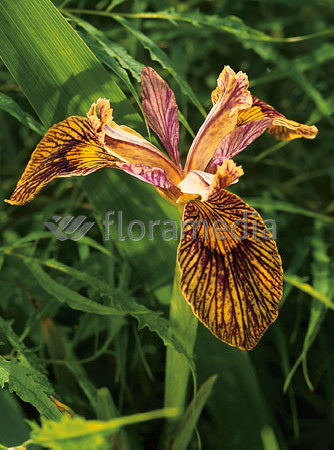 Kosaciec (Irys) żółty 'Holden Clough' Iris pseudacorus