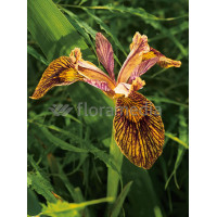 Kosaciec (Irys) żółty 'Holden Clough' Iris pseudacorus