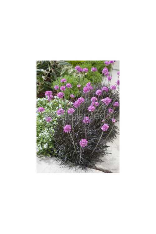 zawciąg, zawciąg Armanda White, armeria