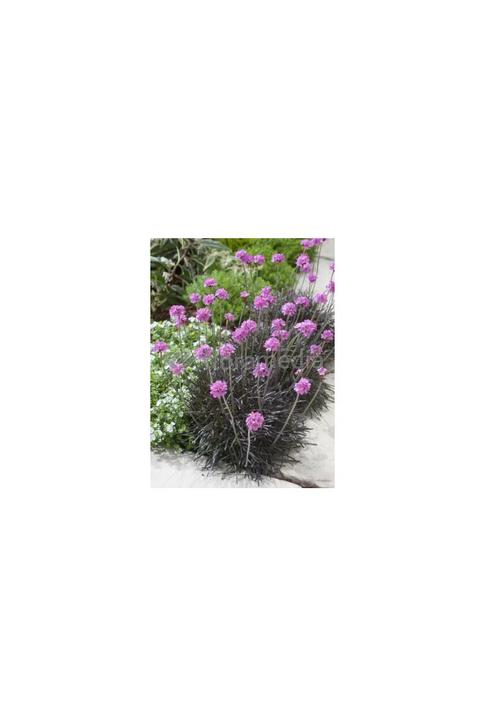 zawciąg, zawciąg Armanda White, armeria