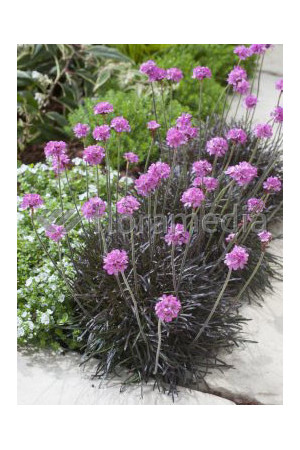 zawciąg, zawciąg Armanda White, armeria