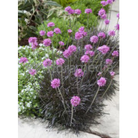 zawciąg, zawciąg Armanda White, armeria