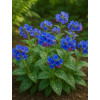 Miodunka 'Trevi Fountain' | Pulmonaria