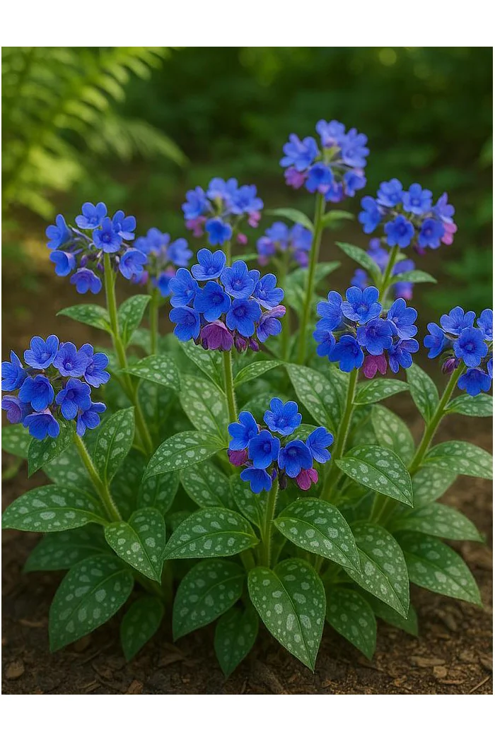Miodunka 'Trevi Fountain' | Pulmonaria
