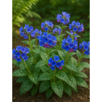 Miodunka 'Trevi Fountain' | Pulmonaria
