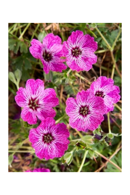 Bodziszek popielaty 'Jolly Jewel Lilac' | Geranium cinereum