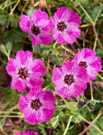 Bodziszek popielaty 'Jolly Jewel Lilac' | Geranium cinereum