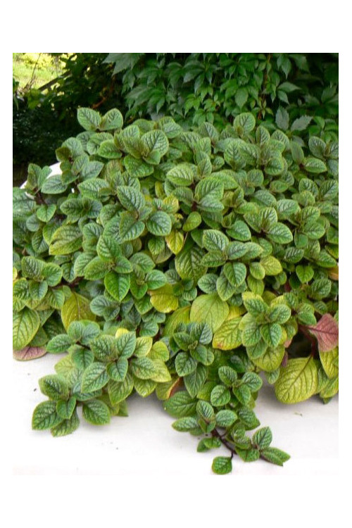 Komarzyca (Plektrantus) 'Nico' | Plectranthus coleoides