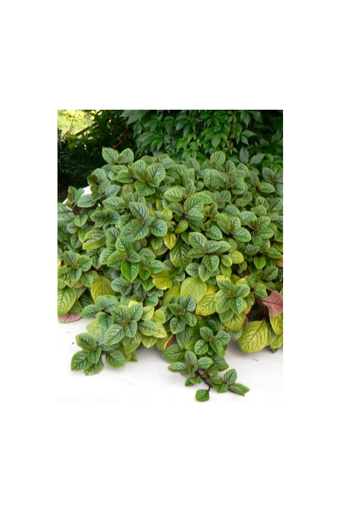 Komarzyca (Plektrantus) 'Nico' | Plectranthus coleoides