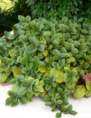 Komarzyca (Plektrantus) 'Nico' | Plectranthus coleoides