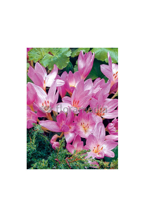 Zimowit 'The Giant' Colchicum